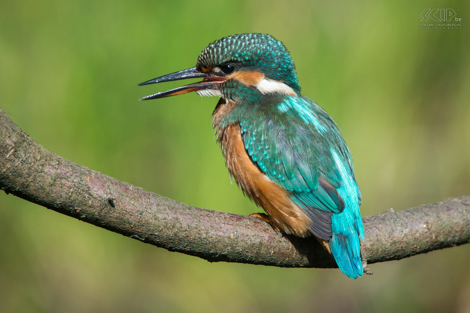 IJsvogels - IJsvogel De ijsvogel is een van de mooiste vogelsoorten die in onze regio voorkomen. De ijsvogel (alcedo atthis) is een viseter met een fel blauw oranje vederkleed van ongeveer 16cm groot. De mannetjes zijn enkel van de vrouwtjes te onderscheiden door hun pikzwarte ondersnavel terwijl deze bij vrouwtjes een donkerrode vlek heeft.<br />
<br />
Ik heb al heel wat uren in mijn camouflage schuiltentje aan een vijver gezeten, maar vaak leverde het niet veel goede beelden op. Onlangs was het echter een topdag en een jonge vrouwelijke ijsvogel heeft urenlang visjes, insecten en vooral kikkers en kikkervisjes gevangen. Na elke duik vloog ze naar het takje voor m’n schuiltent om de prooi dood te slaan en op te peuzelen.  Af en toe werd de prooi in de lucht gegooid om deze daarna gemakkelijker via de snavel in de keel te laten glijden. Dat was genieten als natuurfotograaf.<br />
 Stefan Cruysberghs